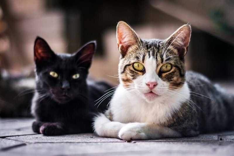 Что делать, если кошка ревнует