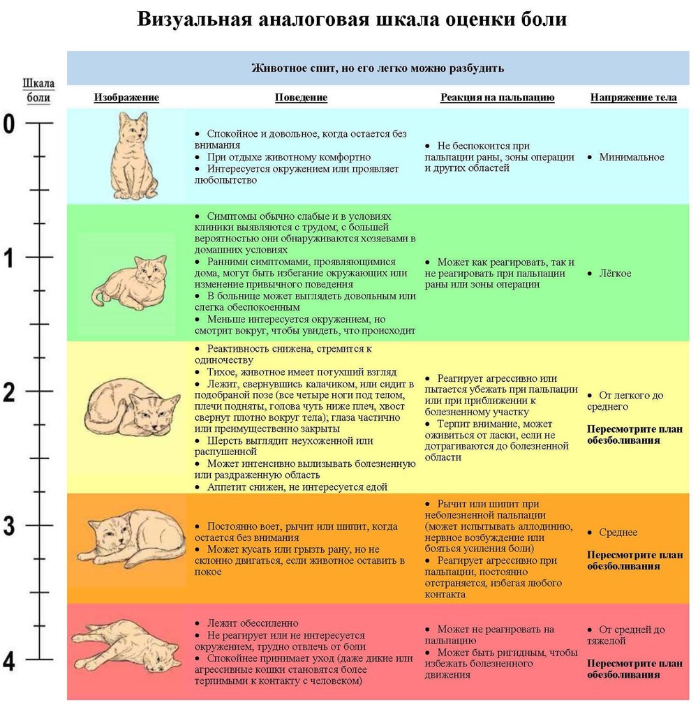 Таблица боли у кошек
