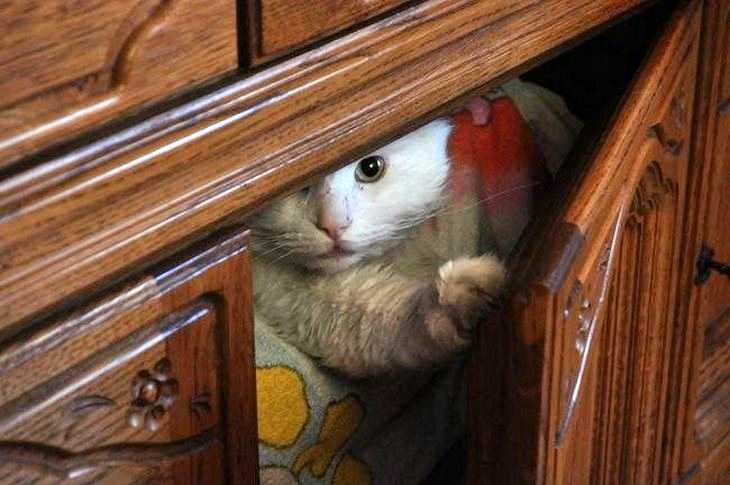 кошка спряталась в тёмный ящик деревянного комода