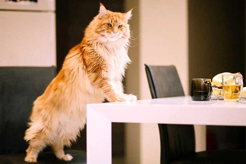 Как отучить кота прыгать на стол