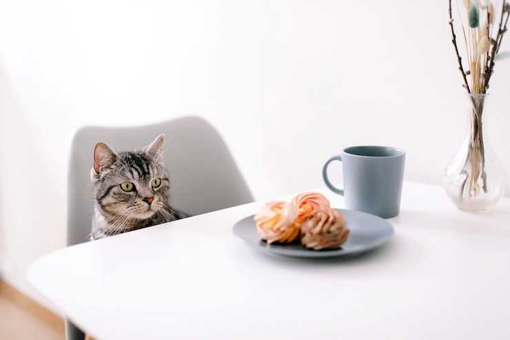 Что мешает отучить кота лазить на стол