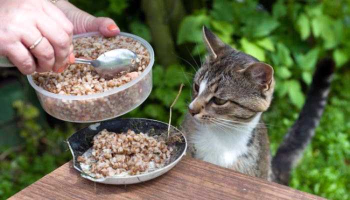 Гречневая каша для кошки