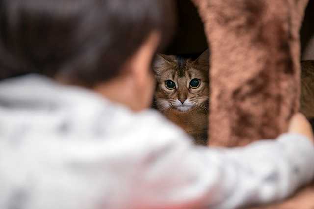 Почему кошка прячется в тёмные места