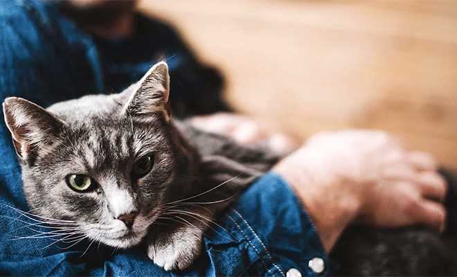 Кого чаще ревнуют кошки