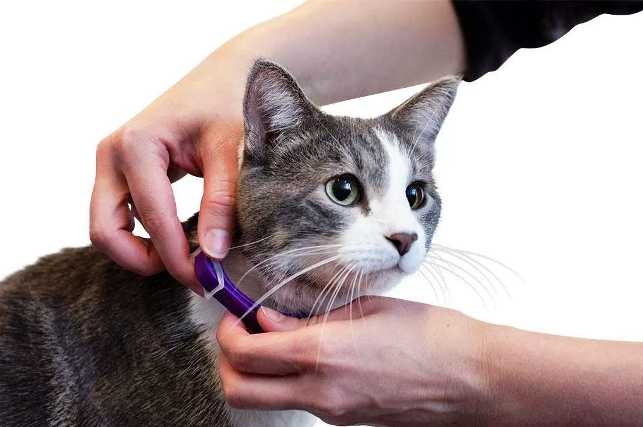 Виды феромонов для кошек: спрей, диффузор, ошейник Виды феромонов для кошек: спрей, диффузор, ошейник