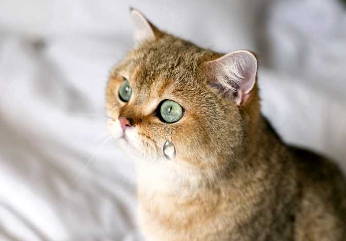 У кошек есть слёзы, но они служат не для эмоций У кошек есть слёзы, но они служат не для эмоций