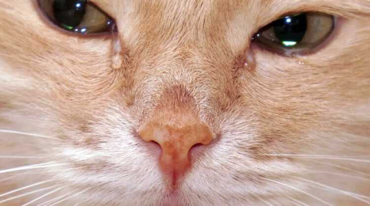 Слёзы у кошки — сигнал, а не эмоция Слёзы у кошки — сигнал, а не эмоция