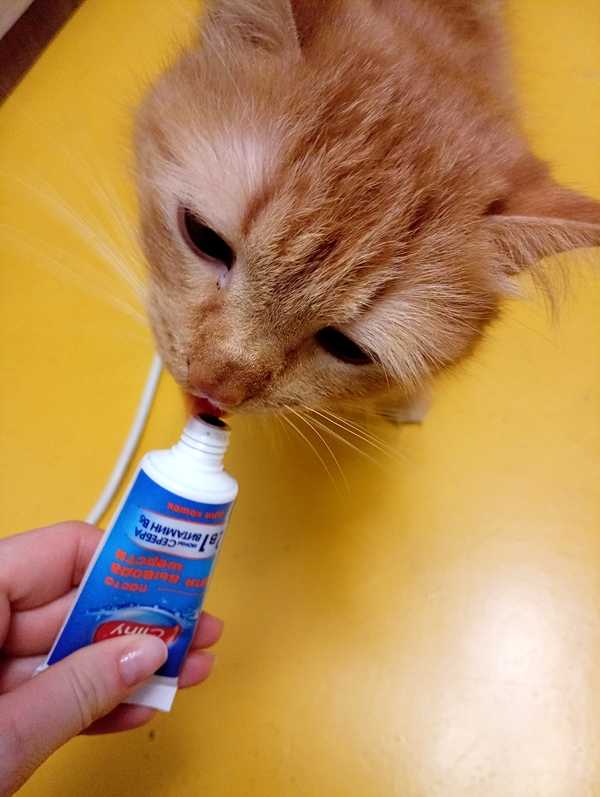 Как выбрать средство для вывода шерсти Как выбрать средство для вывода шерсти