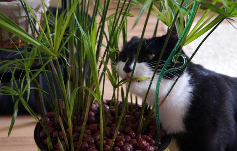 осока для кошек и зачем она нужна осока для кошек и зачем она нужна