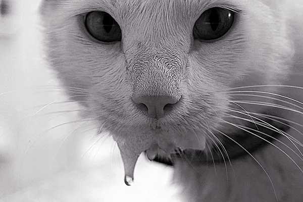 кошка с влажным подбородком