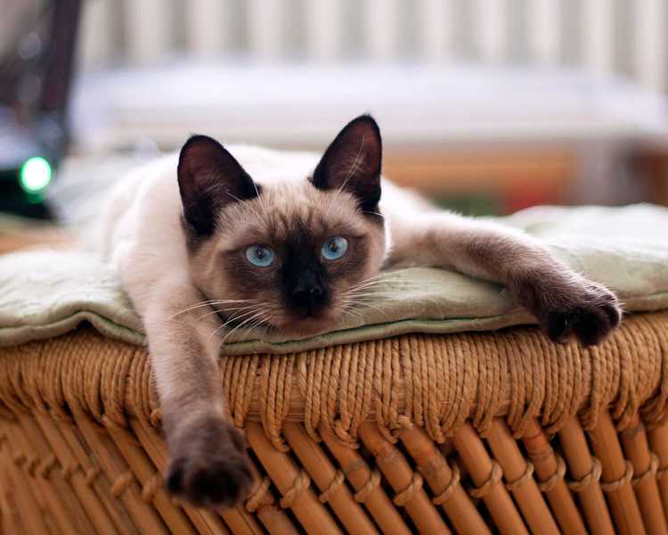 Как выбрать подходящий корм для тайскиx кошек Как выбрать подходящий корм для тайскиx кошек