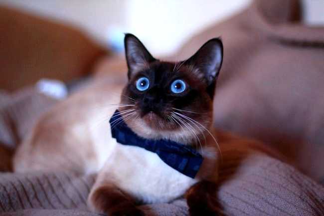 Чем кормить тайскую кошку Чем кормить тайскую кошку