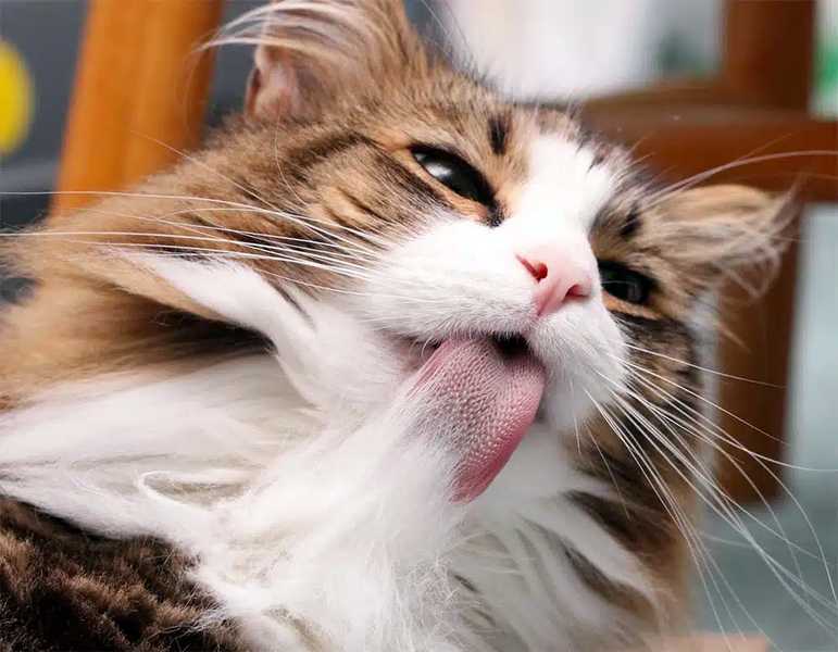 Шерстевыводящие средства для кошек Шерстевыводящие средства для кошек