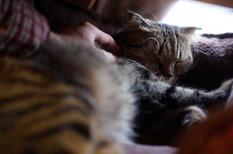 Кошка спит рядом с человеком фото
