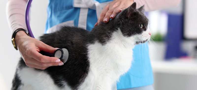 Симптомы бронхита у кота Симптомы бронхита у кота