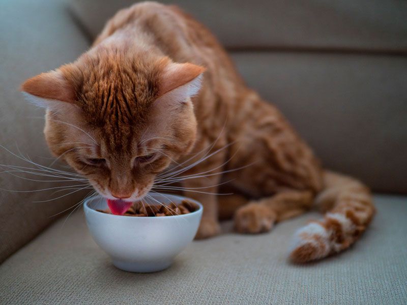 Аллергия на корм у кошек Аллергия на корм у кошек