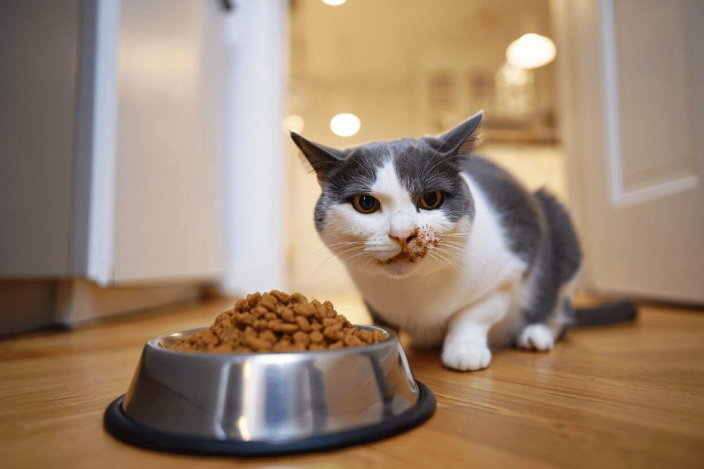 Как проявляется аллергия на корм у кошек Как проявляется аллергия на корм у кошек