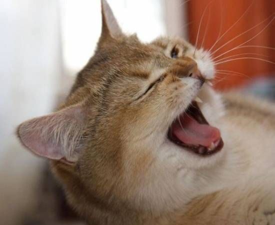 Почему возникает бронхит у кошек Почему возникает бронхит у кошек