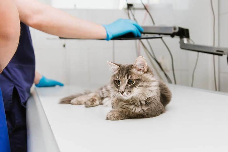 Как проявляется гастрит у кошек