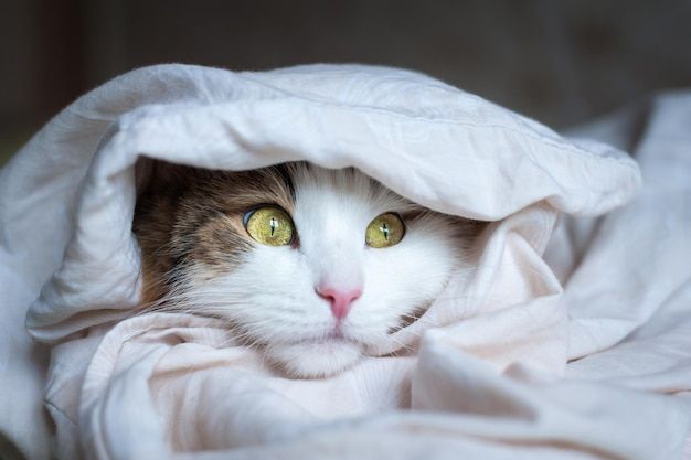 Лечение простуды у кошек в домашних условиях