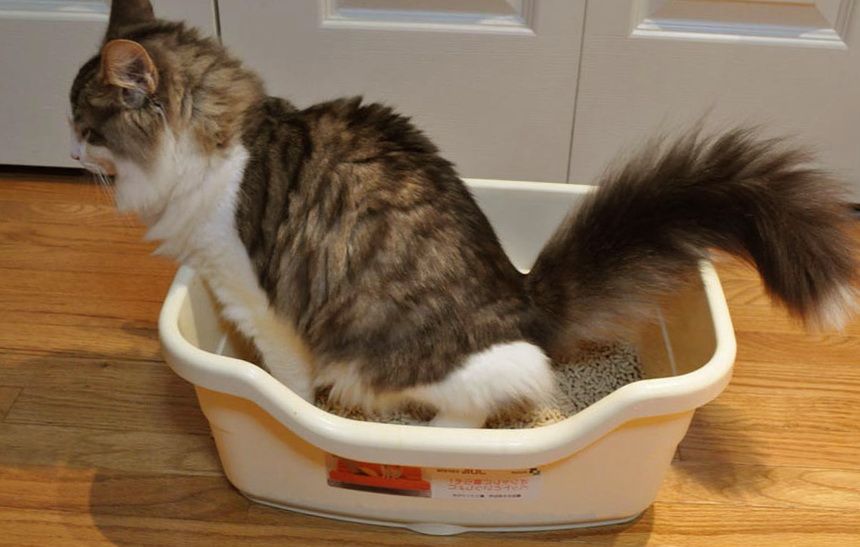 Понос у кошки: причины, симптомы и лечение Понос у кошки: причины, симптомы и лечение