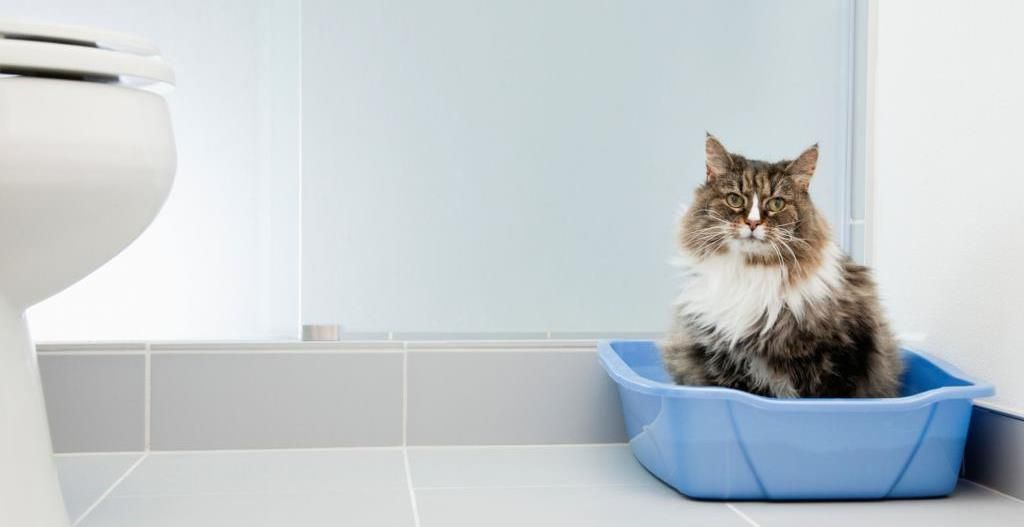 Основные причины поноса у кошек Основные причины поноса у кошек