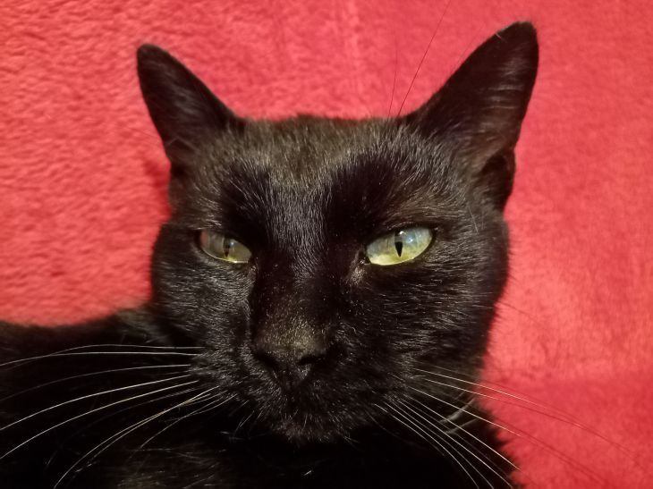 У кошки меняется цвет носа