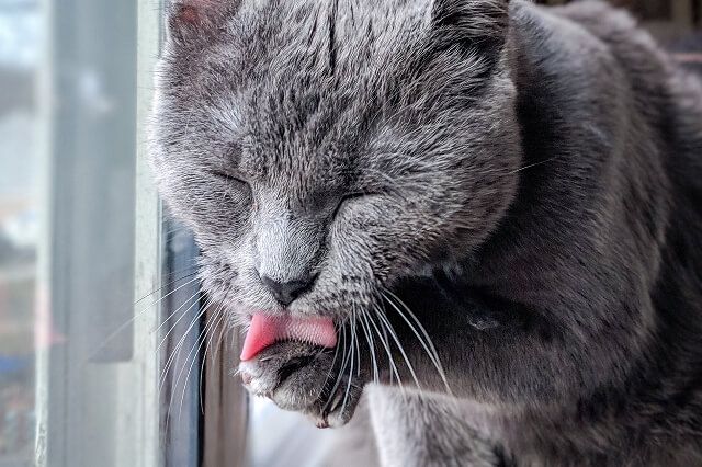 Кошка вылизывается
