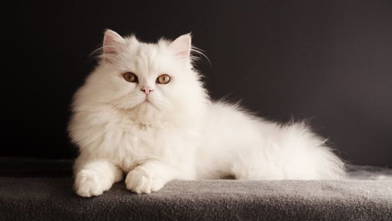 Персидская кошка (Persian)