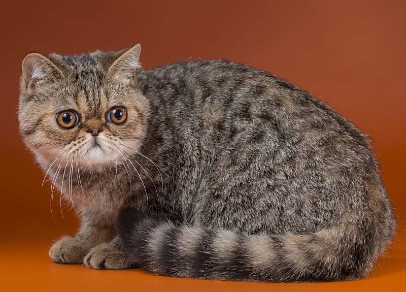 Экзотическая короткошёрстная (экзот)