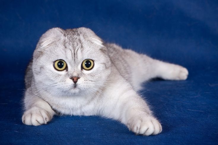 Шотландская вислоухая (Scottish Fold)
