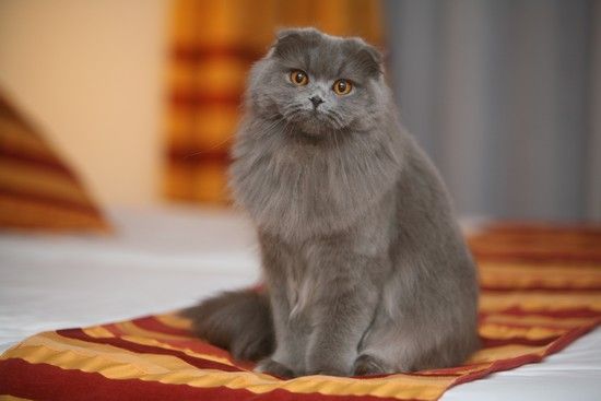 Хайленд-фолд (длинношёрстный шотландский фолд)