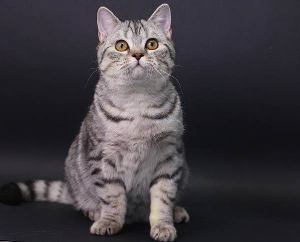 Шотландская прямоухая (Scottish Straight)