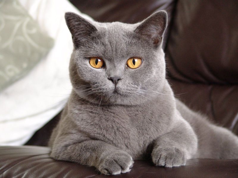 Британская короткошёрстная(British Shorthair)
