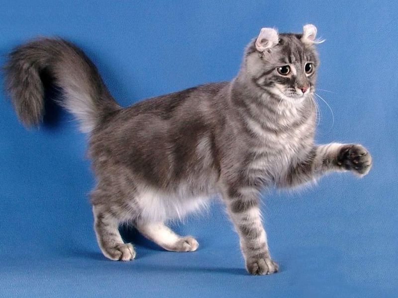 Американский кёрл (American Curl)