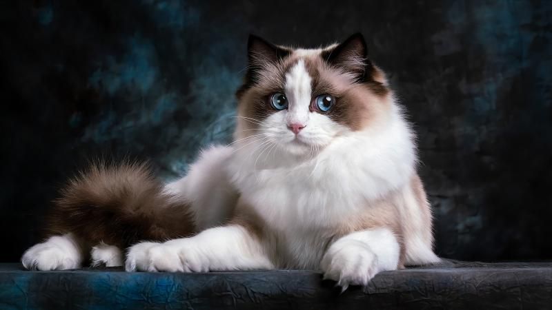 Рэгдолл — ласковая кошка для спокойной семьи Рэгдолл — ласковая кошка для спокойной семьи