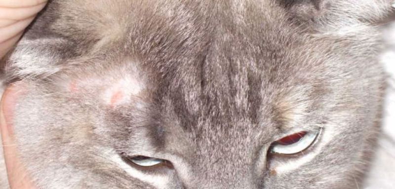Как выглядит лишай у кошек на разных стадиях Как выглядит лишай у кошек на разных стадиях