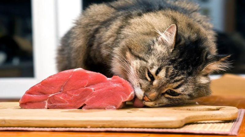 Можно ли давать кошке сырое мясо