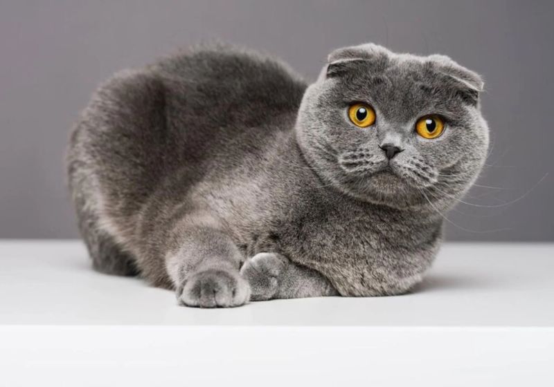 Остеохондродисплазия у кошек