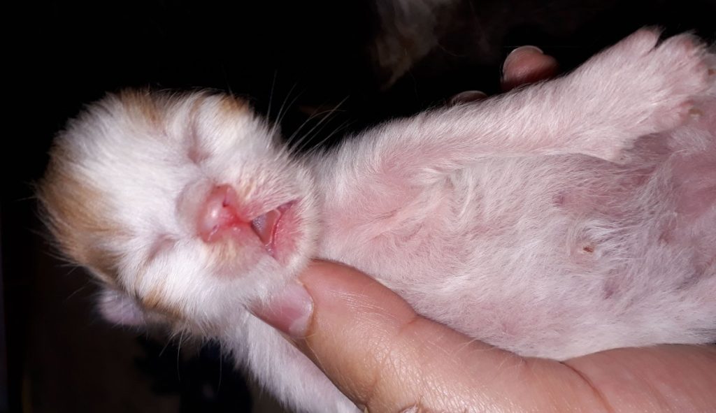 Новорождённый котёнок до прорезывания молочных зубов