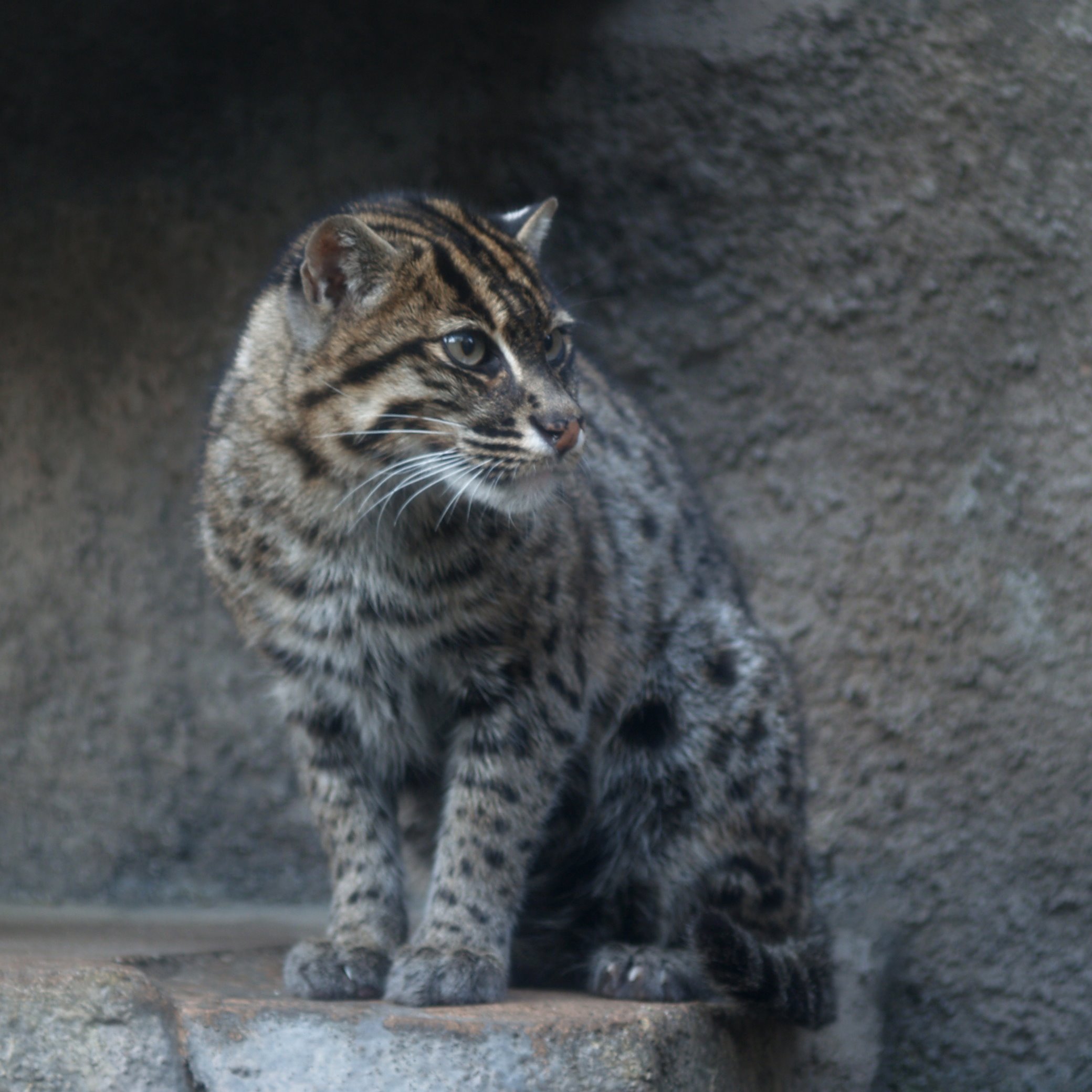 Внешний вид кошки-рыболова Кошка-рыболов с пятнистой шерстью и полосами на голове сидит на камне