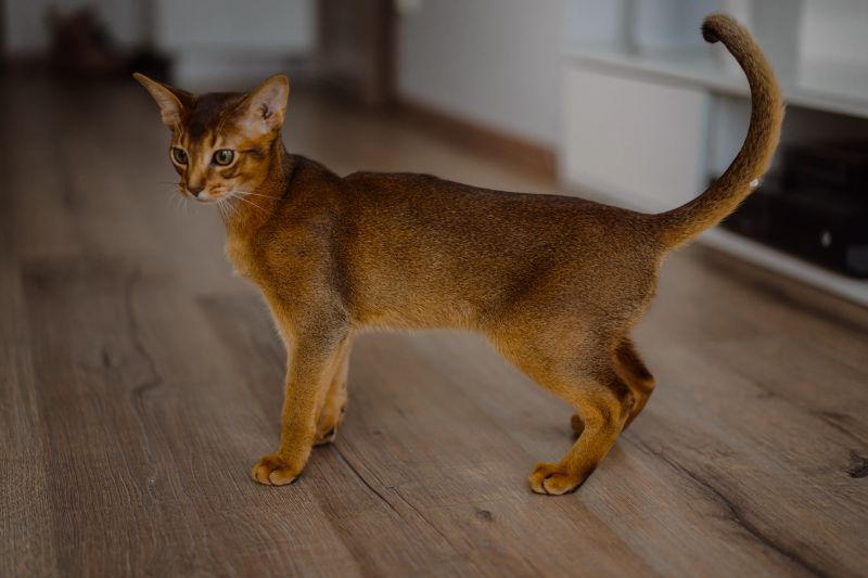 Кошка теряет мышечную массу Кошка теряет мышечную массу