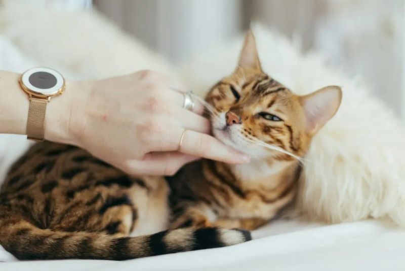 Почечный корм для кошек