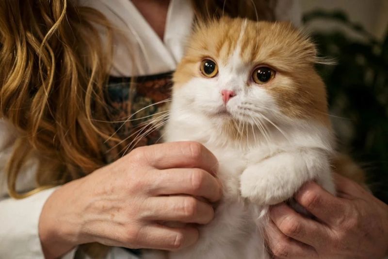 Почему кошка ложится на живот человека