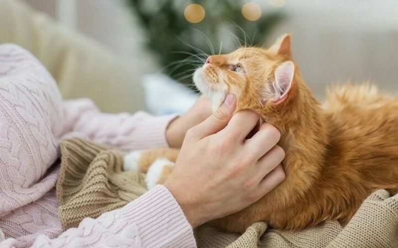 Почему кошка ложится на живот человека